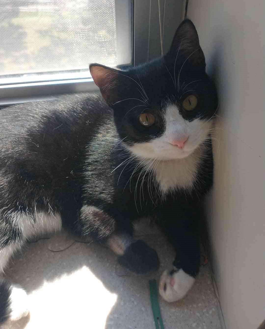 A tuxedo cat.