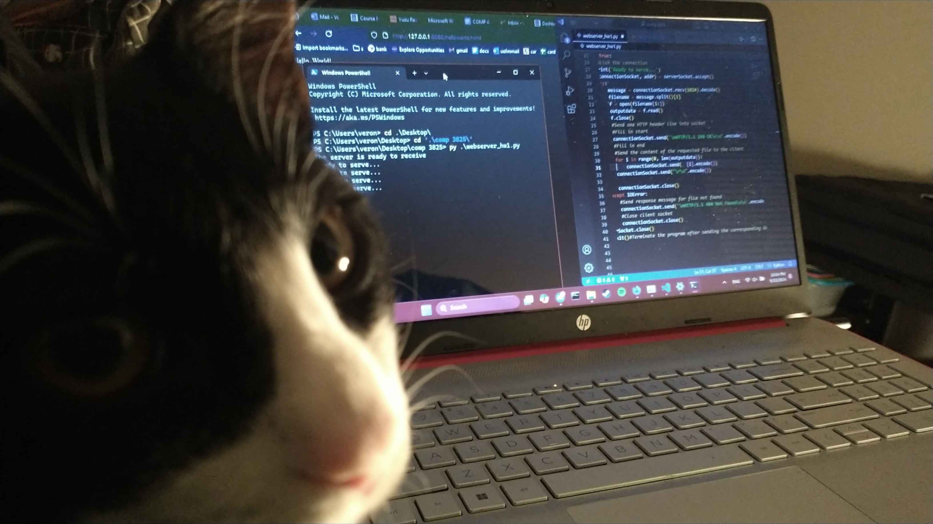 A tuxedo cat.