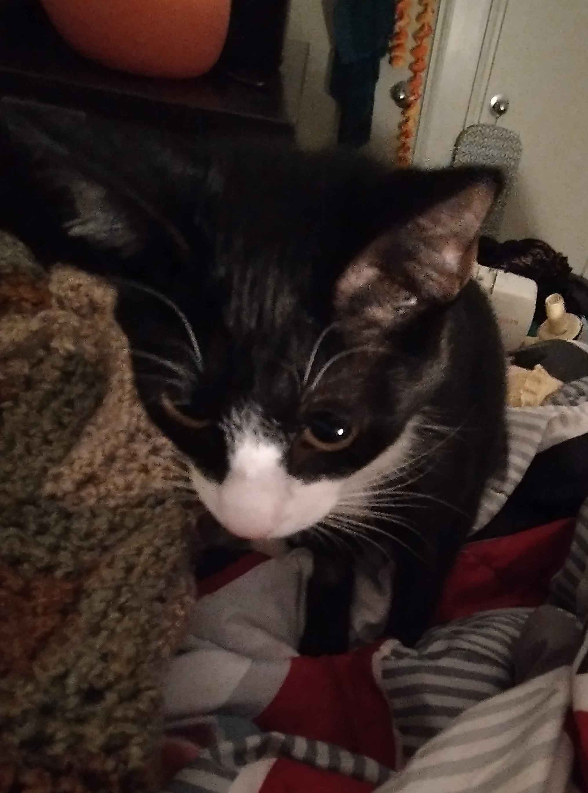 A tuxedo cat.