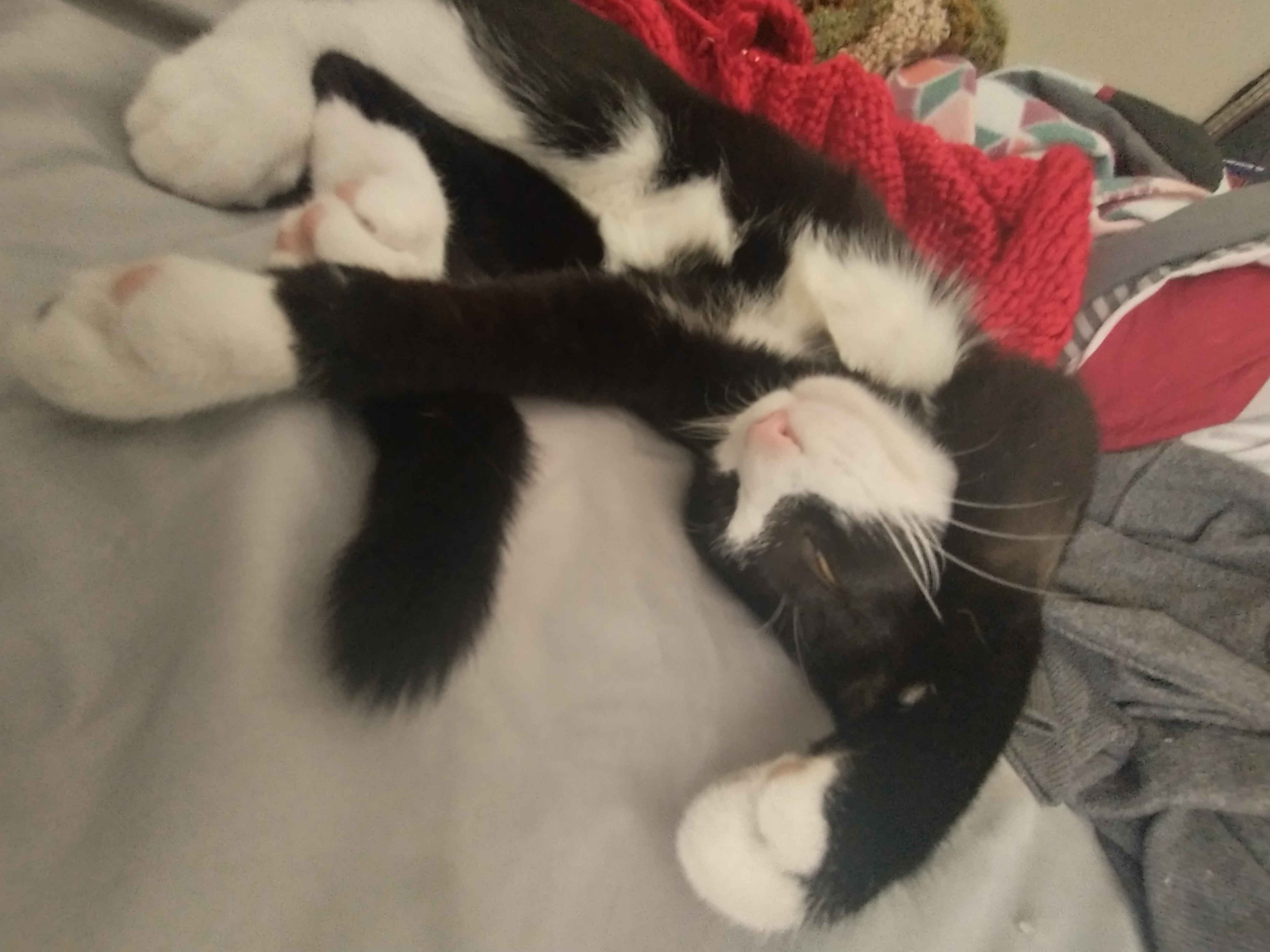 A tuxedo cat.