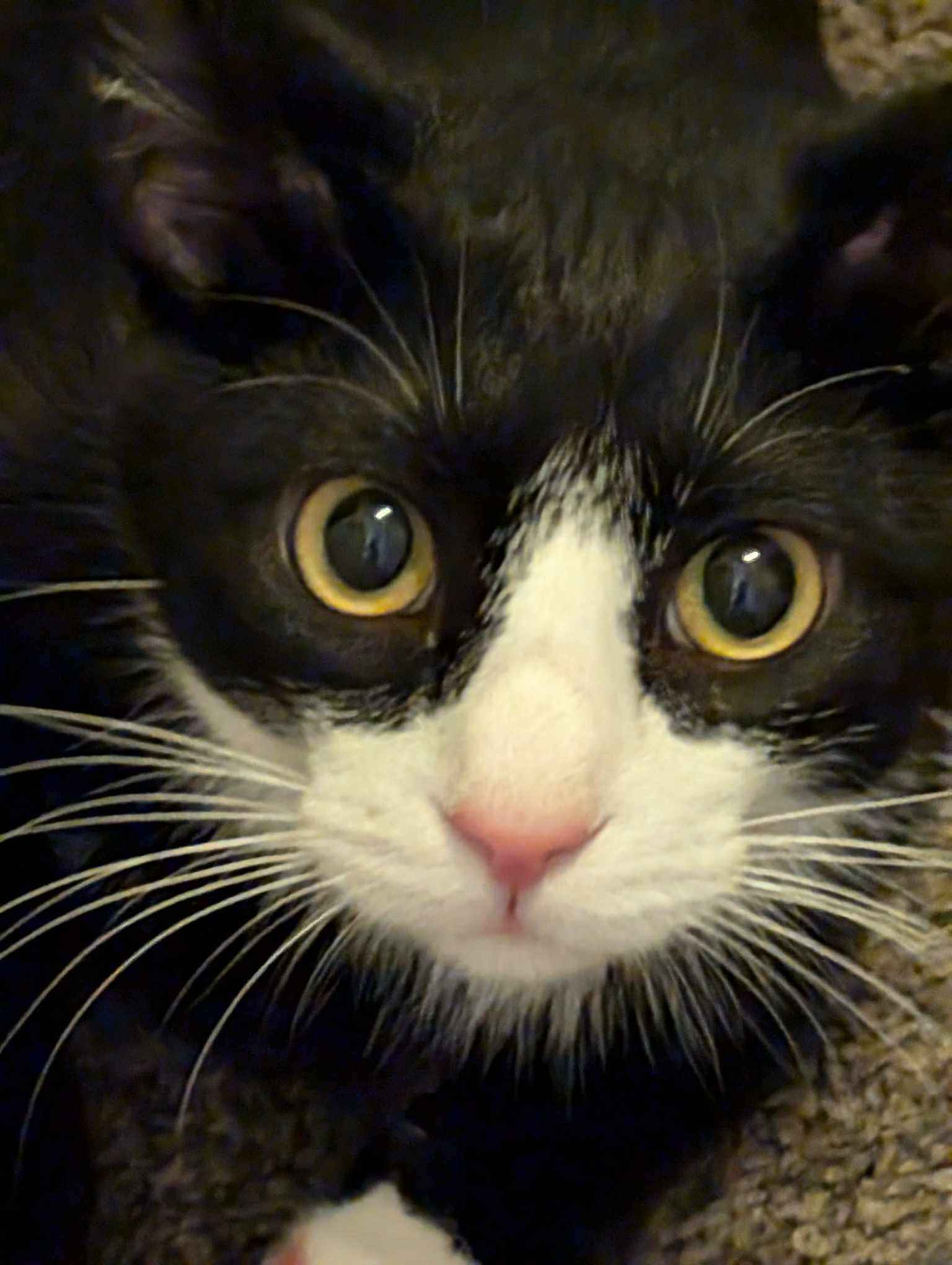 A tuxedo cat.