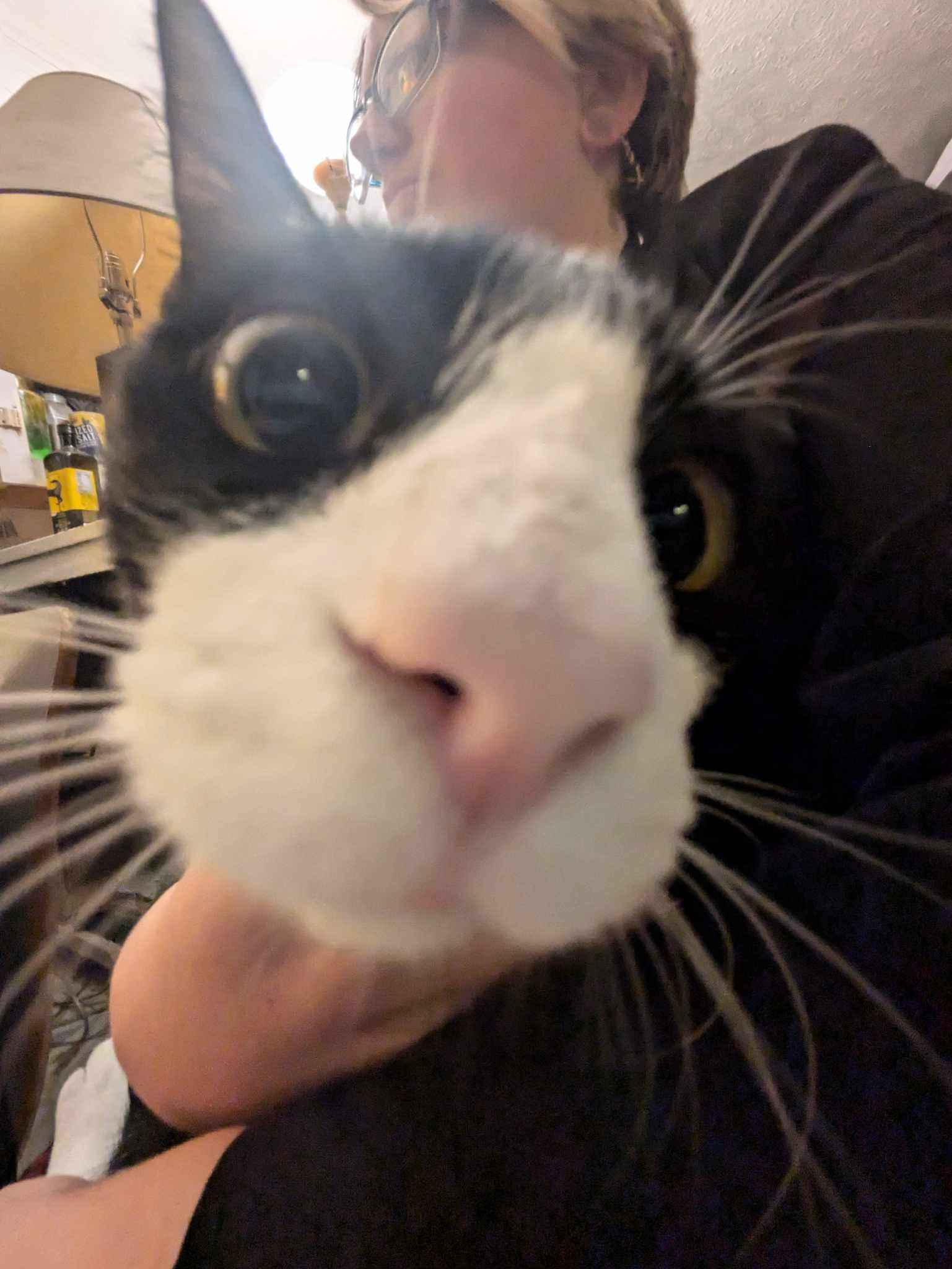 A tuxedo cat.